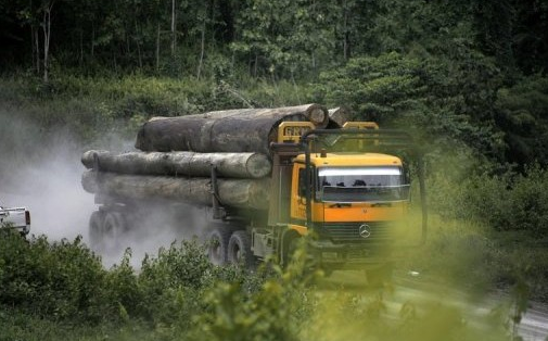 Illegal logging on Native Customary Rights Land (NCR)