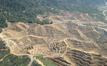 Sarawak's unparalleled rainforest turned into mass monoculture on eroding hillsides.