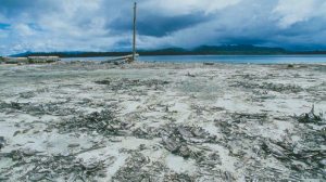 The Solomon Islands, stripped bare by companies such as Rimbunan Hijau 
