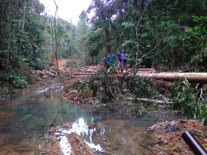 Indigenous landowners arrived at their forest to discover wood had been stolen.