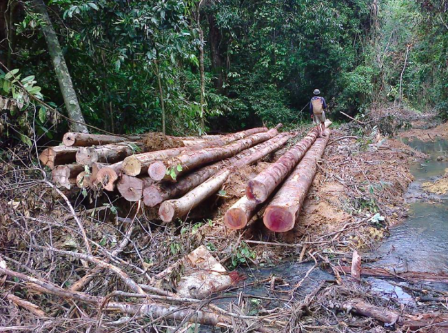 Illegally felled logs from the area - Piled up by Isotimber.