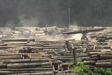 What is the difference between legal and illegal logging in a corrupted state where politicians have ignored the rulings of the courts?