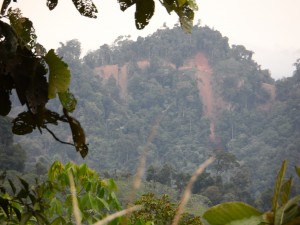 Destructive hillside logging