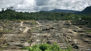 Sarawak's chain of custody of logs is deliberately kept weak, so no one can prove the origin of timber in ponds like this