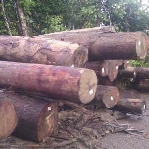 Logs stolen by MM Golden from NCR land in Baram - now the police are protecting this illegal activity
