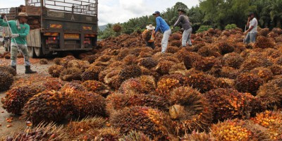 Rock bottom wages for foreign workers - no profit to locals. Who wins?