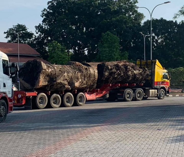 Ancient tree snatched from the remaining Pahang forest last week