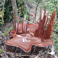 Illegally harvested Belian stumps litter the area