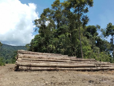 Piles of disputed wood
