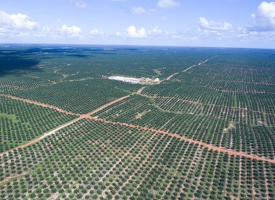 Papuan-palm-oil-plantation-Mighty-Earth-680wide